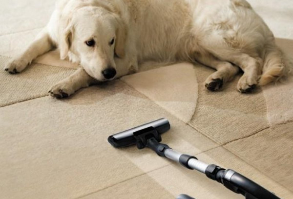 How To Get Dog Hair Out Of Carpet? 12 Effective Methods And Prevention
